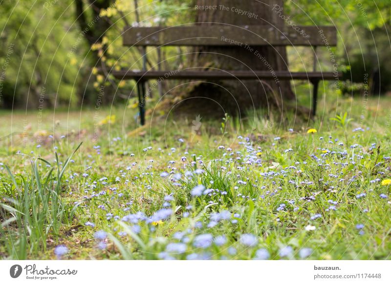 vergissmeinnicht. harmonisch Wohlgefühl Zufriedenheit Sinnesorgane Erholung ruhig Umwelt Natur Landschaft Pflanze Erde Frühling Sommer Wetter Baum Gras Blüte