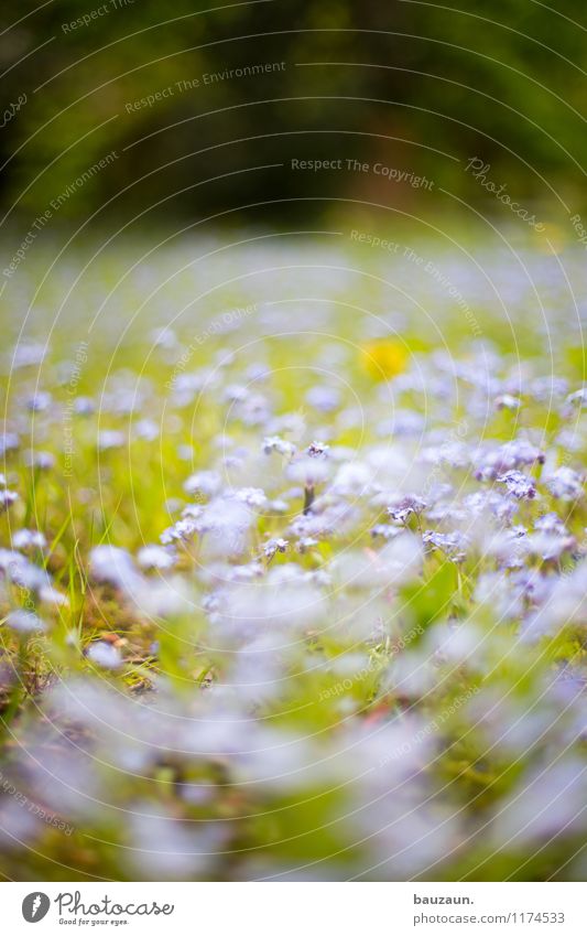 blümchen. harmonisch Wohlgefühl Zufriedenheit Sinnesorgane Erholung ruhig Ferien & Urlaub & Reisen Tourismus Ausflug Sommer Umwelt Natur Landschaft Pflanze Erde