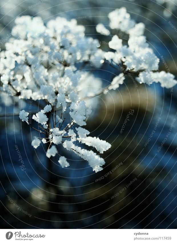 BEZAUBERND Winter kalt Einsamkeit ruhig gefroren Stimmung weiß Sehnsucht Erscheinung Unschärfe Tiefenschärfe Pflanze trocken Makroaufnahme Nahaufnahme Leben