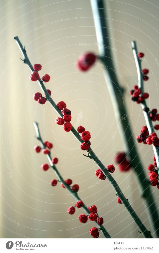 Beerenauslese Dekoration & Verzierung Raum Pflanze Sträucher trocken rot Ilex Stechpalme Warnfarbe Gift verschrumpelt laublos Vorhang getrocknet vertrocknet