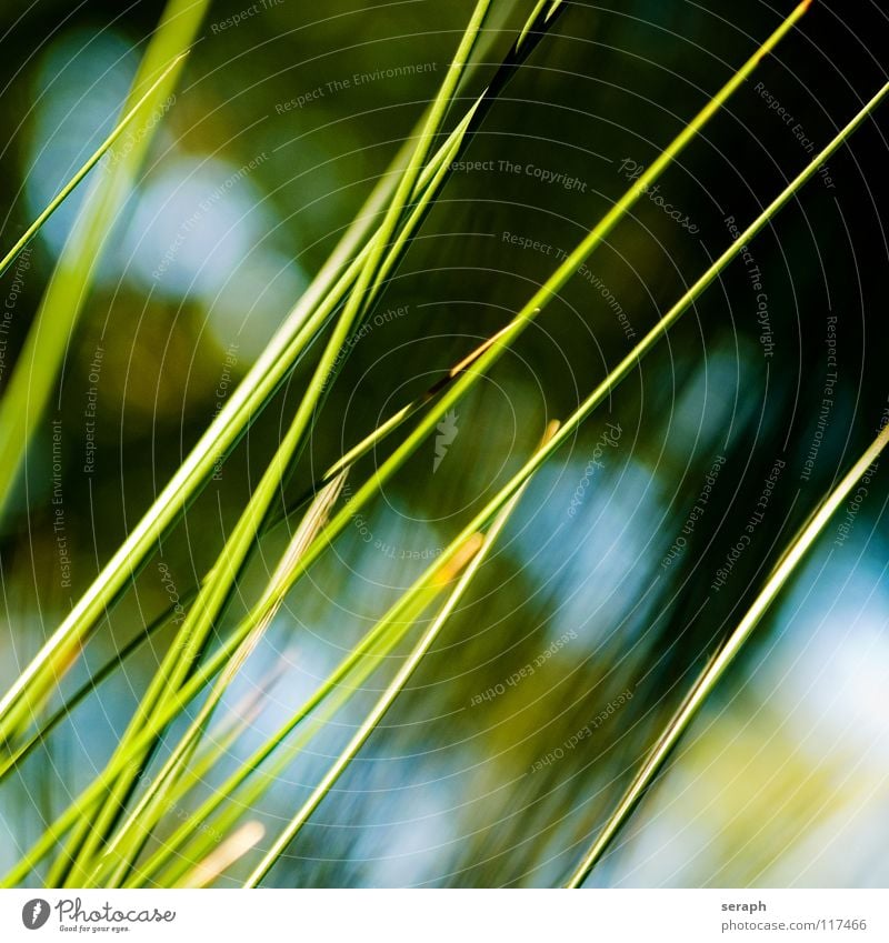 Binsen Schilfrohr Röhricht Biotop Blüte Blühend Blume Gras Halm Pflanze Natur Kräuter & Gewürze wedel Umwelt reed Süßgras spirre Hintergrundbild abstrakt