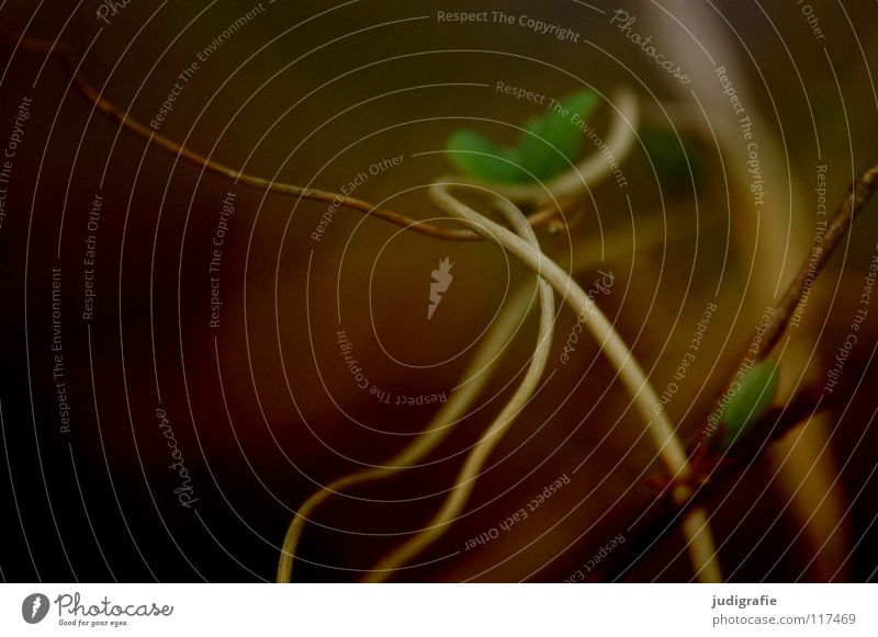 Kreuzungen Sträucher Blatt fein kreuzen Wachstum gedeihen Pflanze Umwelt zart grün braun Farbe Natur Zweig Linie drehen Wildtier