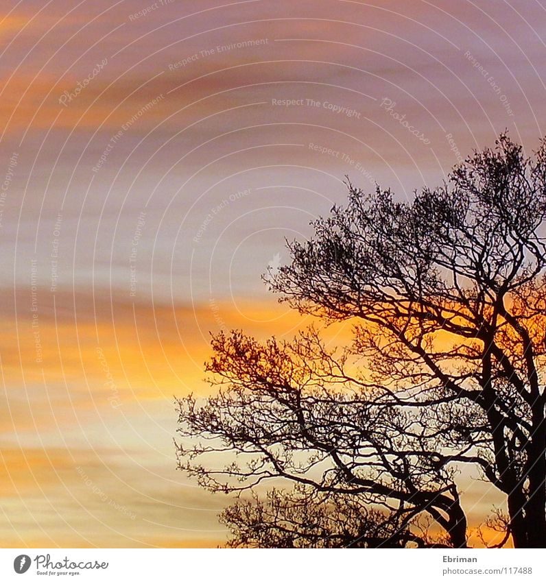 Abendrot 2 Uhr nachmittags Baum violett Stimmung schwarz Wolken gelb halbdunkel Geäst Dämmerung Baumkrone Froschperspektive weiß Winter Himmel Abenddämmerung