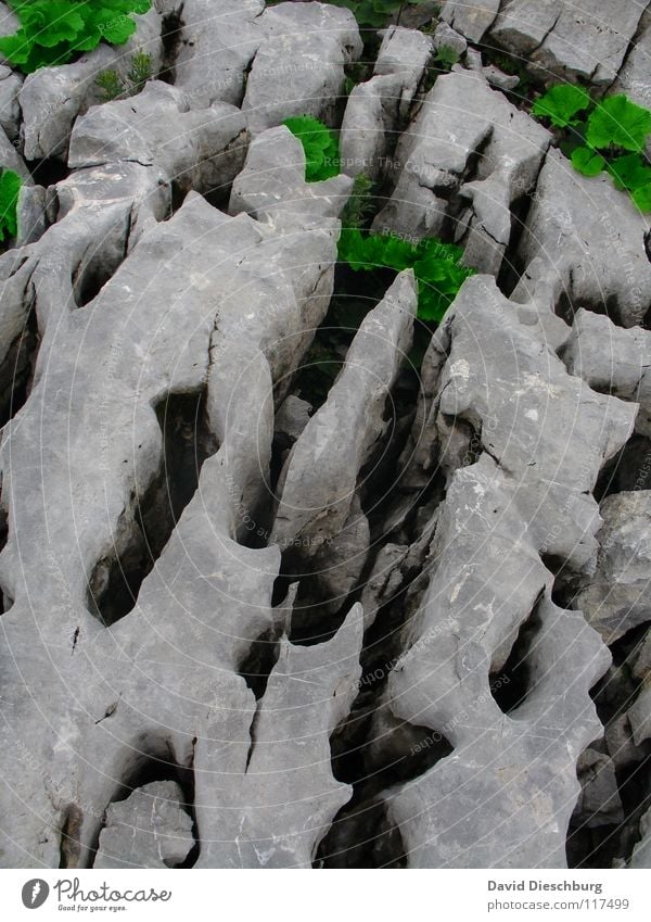 Grünzeug ist Stärker grün Blatt eckig porös Lebewesen Sauerstoff Kohlendioxid Pflanze groß Verschiedenheit grau Efeu schwarz Stein Mineralien Felsen Riss