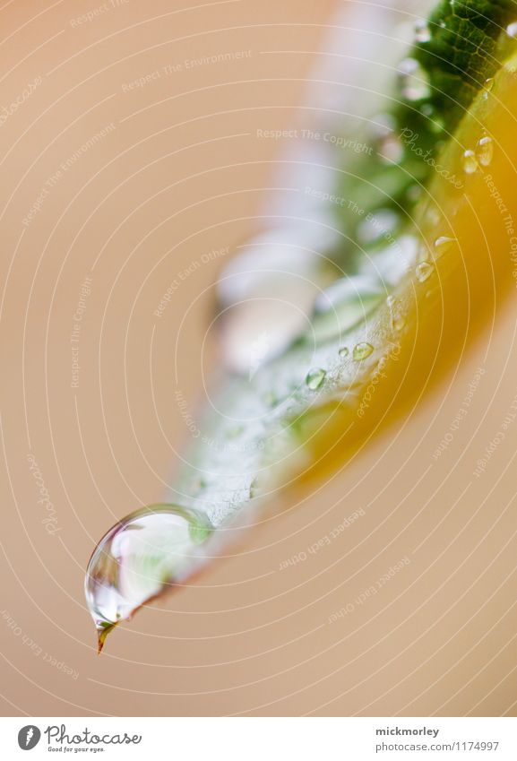 Der letzte Tropfen Umwelt Natur Pflanze Wasser Wassertropfen schlechtes Wetter Regen Blatt träumen Wachstum warten frisch Gesundheit glänzend Kitsch nass