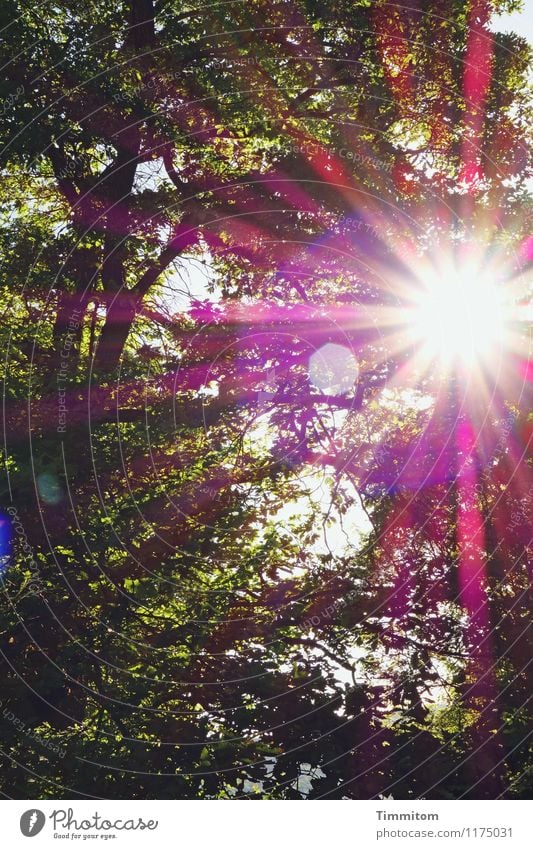 A sunny day. Umwelt Natur Pflanze Sonne Sonnenlicht Frühling Schönes Wetter Baum Wald ästhetisch hell gelb grün violett rot schwarz Gefühle Frühlingsgefühle