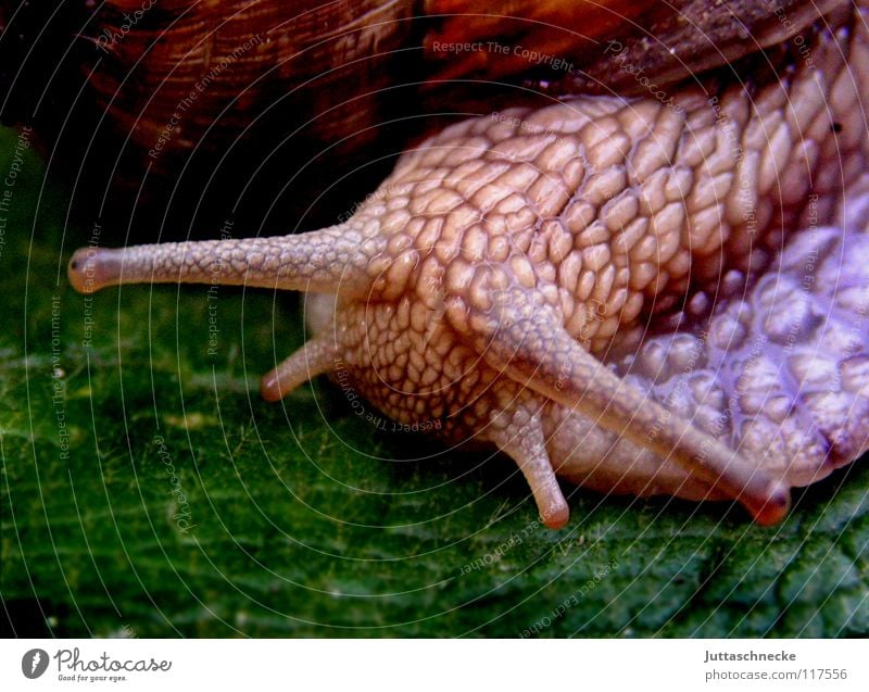 Aus dem Weg! Schnecke Fressen Blatt schleimig Schleim Tier krabbeln Reptil süß Ekel herzlich Schneckenhaus Weinbergschnecken Sicherheit Langeweile Salat