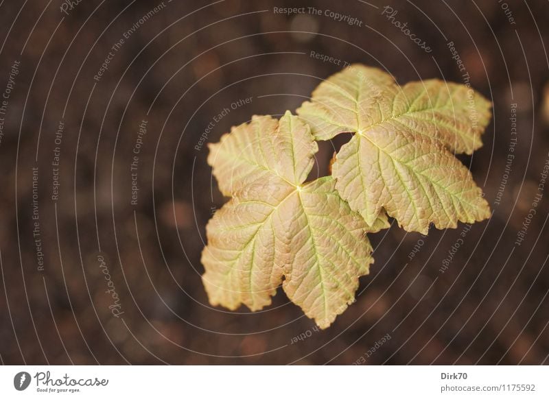 Mein winzig kleiner Ahorn Freizeit & Hobby Häusliches Leben Wohnung Garten Natur Pflanze Baum Blatt Topfpflanze Ahornblatt Wachstum einfach frisch braun gelb