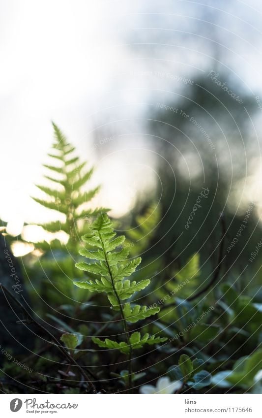 zum Licht Natur Himmel Sonnenlicht Farn Blatt Grünpflanze grün emporragend Außenaufnahme Detailaufnahme Luftaufnahme Menschenleer Textfreiraum oben Schatten