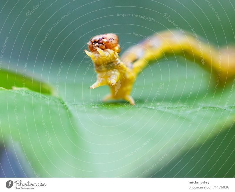 Raupengruß Abenteuer Umwelt Natur Blatt Garten Wald Schmetterling Reptil Baby Brunft beobachten füttern kämpfen krabbeln außergewöhnlich gruselig achtsam