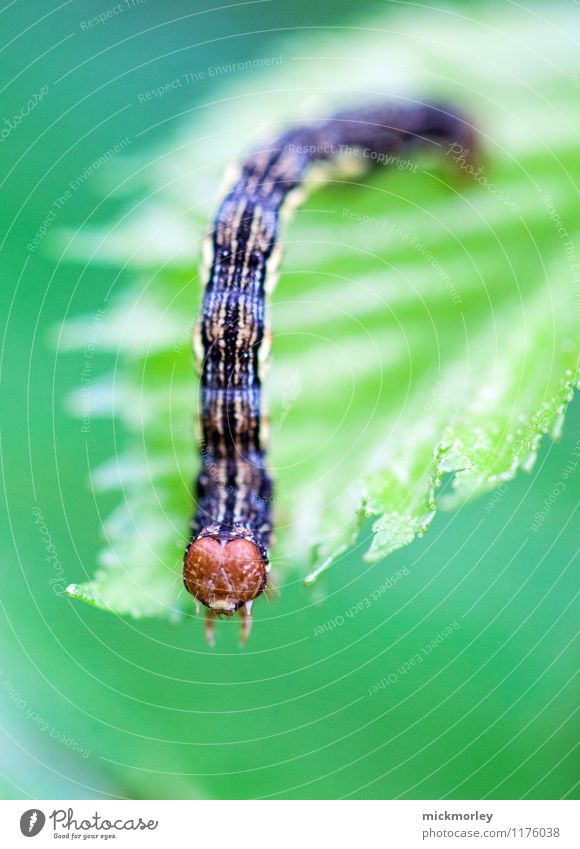 Blattgenuss Natur Pflanze Raupe Schmetterling Baby entdecken krabbeln Neugier grün Begeisterung Wachsamkeit Appetit & Hunger Angst Entsetzen Nervosität Völlerei