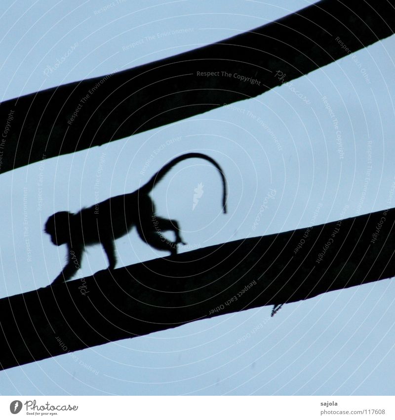 longtail macaque on the run Umwelt Natur Tier Himmel Baum Ast Urwald Affen Schwanz 1 Bewegung laufen rennen lang blau schwarz Angst Maki Flucht Borneo Säugetier