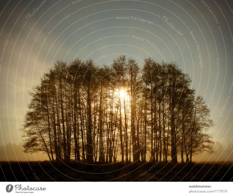 Und der Tag erwacht Wald Wäldchen Baum Nebel Erlen Gegenlicht Wiese Morgennebel Sommer Herbst Romantik Schwarzerle Erlenbruch Sonne Morgendämmerung