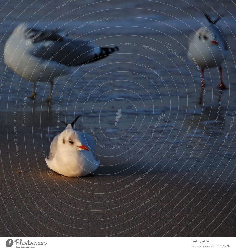 Möwen Lachmöwe Vogel Winter Strand Meer See Ferien & Urlaub & Reisen Feder Schnabel Fischland Weststrand Ornithologie Umwelt Wildnis Tier stehen ruhig Farbe