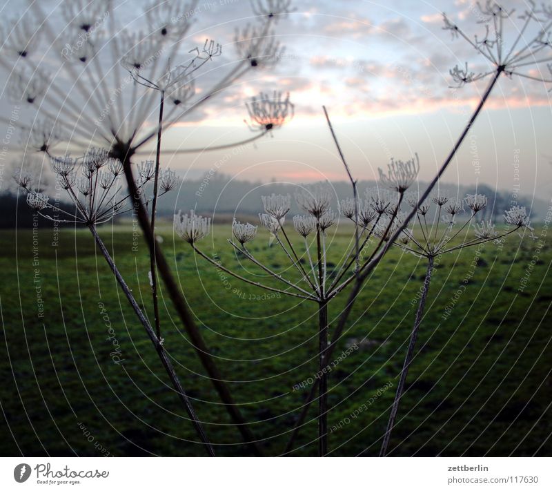 Bansin, Landseite Winter kalt Raureif Winterabend Wiese Heide Steppe Pampa Gras Landwirtschaft Gewöhnliche Schafgarbe Pflanze Doldenblüte Blüte Wolken