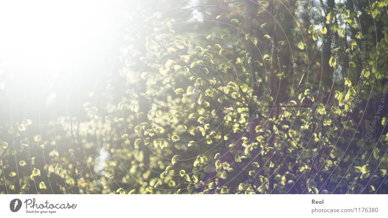 Sonnendurchflutet II Umwelt Natur Sonnenlicht Frühling Sommer Schönes Wetter Pflanze Baum Grünpflanze Wildpflanze Blätterdach Blatt Ast Blattgrün Buche