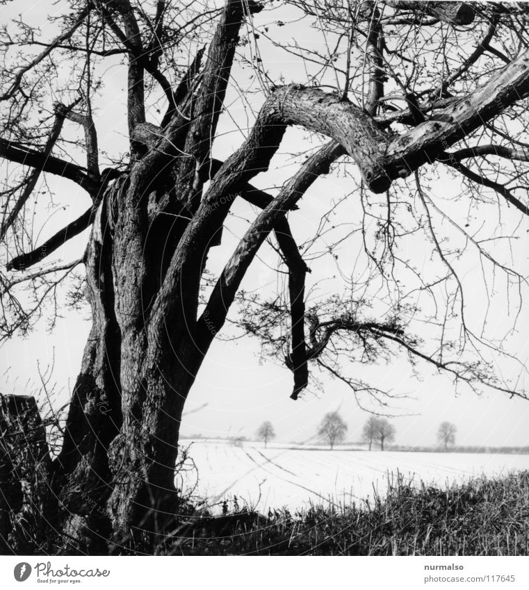 Kalte Ferne II kalt Baum Baumrinde eigenwillig Winter Feld Horizont laublos Einsamkeit Aussicht Mecklenburg-Vorpommern Heimat weiß grau klassisch Mittelformat