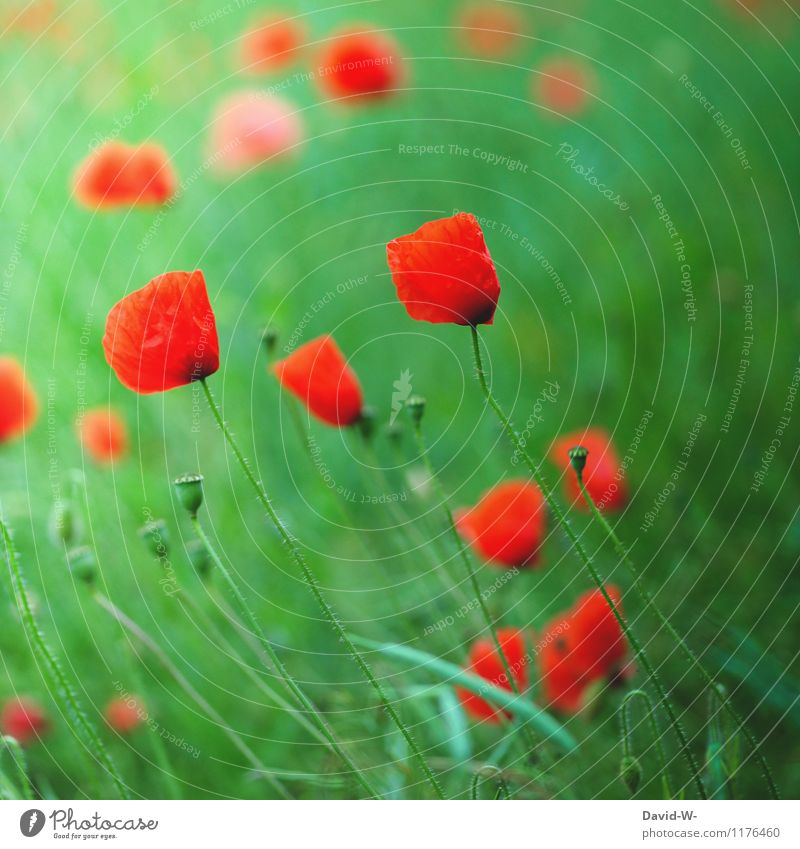 Mohn - glüht oder blüht Umwelt Natur Landschaft Pflanze Frühling Sommer Schönes Wetter Blume Grünpflanze Nutzpflanze Feld Blühend Wachstum schön weich Stimmung