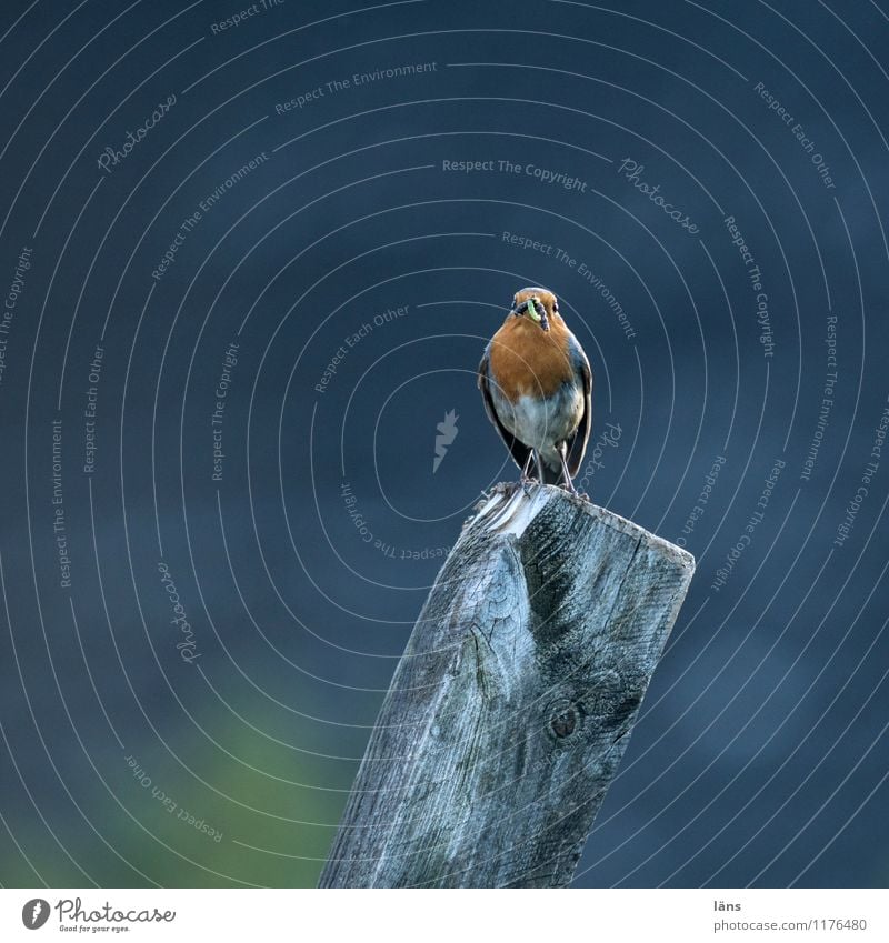 aussichtpunkt Vogel Rotkehlchen Natur sitzen warten Futter