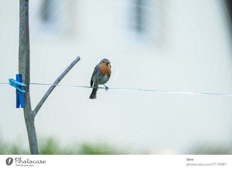 hab ich... Vogel Wäscheleine Rotkehlchen rot Futter Wäscheklammern sitzen