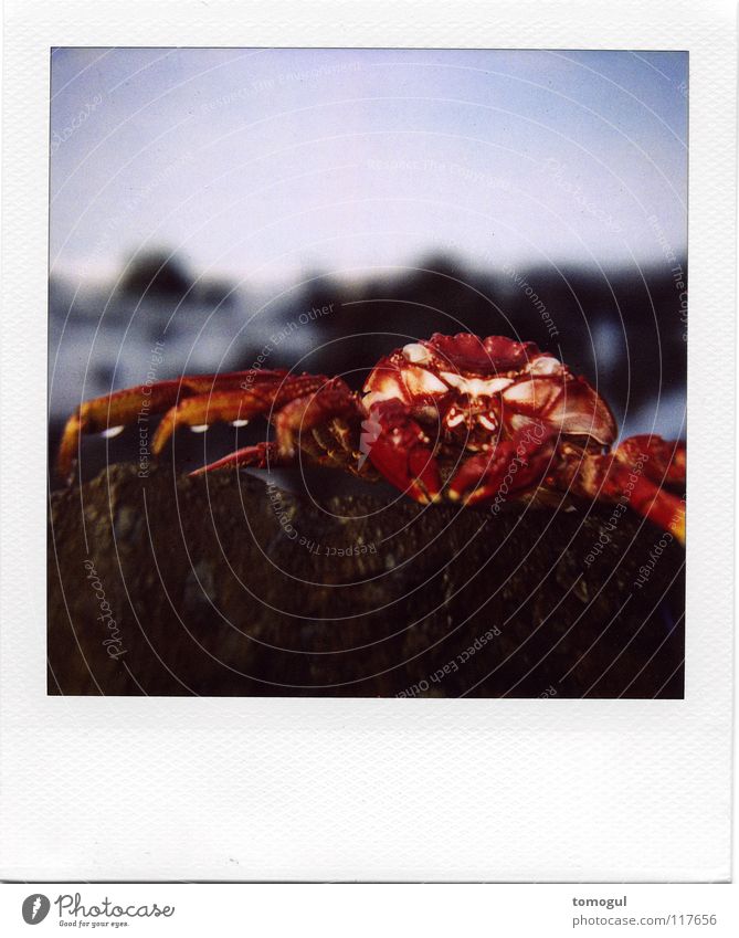 Grapsus grapsus Krabbe Meer Strand Meeresfrüchte Zange nass Tierkreiszeichen Krustentier Fisch Krebstier Felsenkrebs gepanzert Wasser Meeresbewohner Polaroid