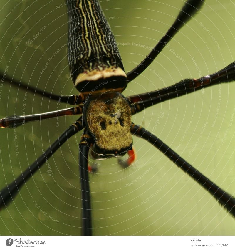 nephila pilipes II Farbfoto Außenaufnahme Nahaufnahme Detailaufnahme Makroaufnahme Hintergrund neutral Tag Schwache Tiefenschärfe Tierporträt Oberkörper