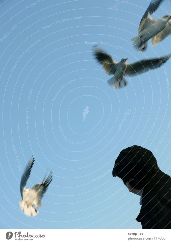 Vögel Vogel füttern Futter Schnabel verloren Verlierer Futterneid Sommer Tier 2 ausbreiten Meer See Meeresvogel Strand Mann Akrobatik seltsam möve wegschnappen