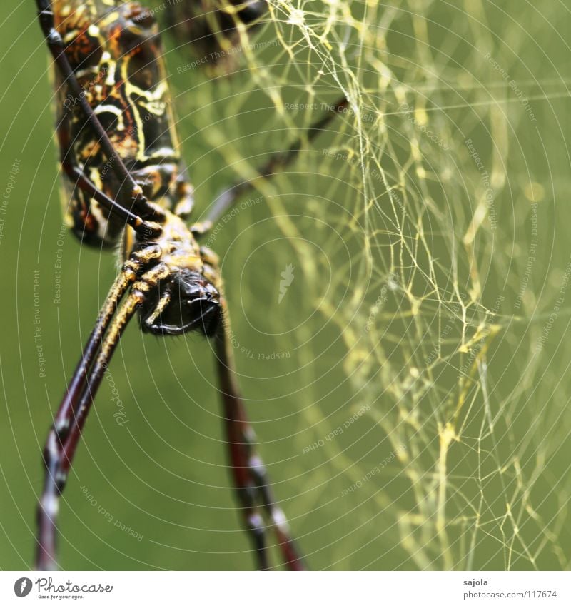 nephila pilipes III Natur Tier Urwald Spinne Tiergesicht Beine Hinterteil Kopf Kiefer 1 Netz gruselig gold Angst Singapore Asien Nähgarn Farbfoto Außenaufnahme