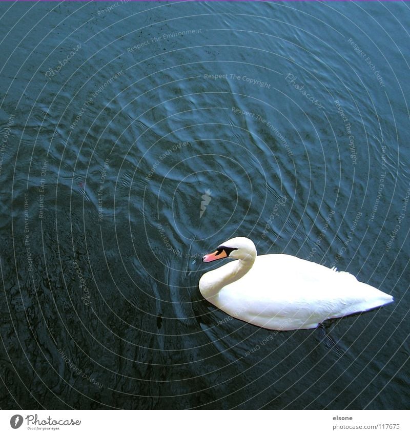 ::WEISS AUF BLAU:: Schwan Tier Vogel Gewässer weiß Wellen Wellengang Strömung nass feucht schick tief Sauberkeit steril wie rein Ehrlichkeit Klarheit See Teich