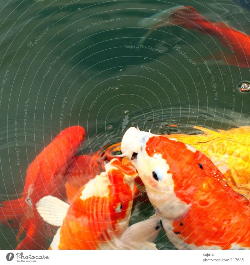 futtergerangel Tier Wasser Teich Fisch Tiergesicht Schuppen Koi Fischauge Fischmaul Karpfen Tiergruppe Fressen gelb weiß Appetit & Hunger gefräßig