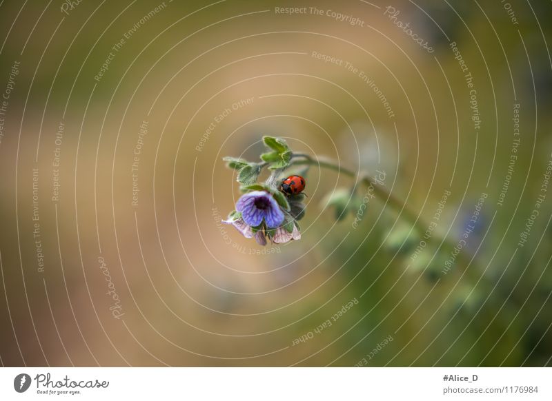 Marienkäfer Umwelt Natur Pflanze Tier Frühling Blume Blüte Wildpflanze Feld Wildtier Käfer 1 blau grün violett rot "Glückskäfer Glücksbringer Symbole