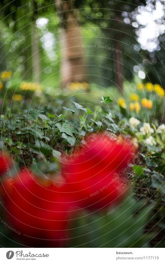 ut köln | stammheim | efeu. Wohlgefühl Zufriedenheit Sinnesorgane Erholung ruhig Ausflug Garten Feste & Feiern Muttertag Ostern Umwelt Natur Pflanze Erde