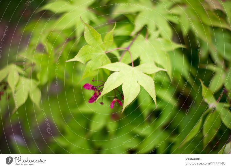 ut köln | stammheim | blätter. harmonisch Wohlgefühl Zufriedenheit Sinnesorgane Erholung ruhig Umwelt Natur Landschaft Pflanze Sommer Baum Sträucher Blatt Blüte