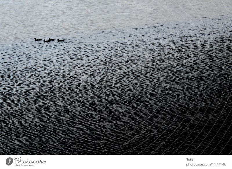 DAS ENTE DES SCHATTENS elegant Glück Fischerdorf Hafenstadt Brücke Wasser Schwimmen & Baden ästhetisch kalt blau schwarz Sympathie Freundschaft Zusammensein