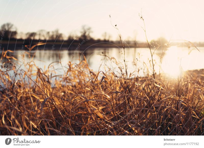 Flüssige Sonne Ferien & Urlaub & Reisen Sommer Umwelt Natur Landschaft Wasser Sonnenaufgang Sonnenuntergang Schönes Wetter Pflanze Gras Sträucher Park Wiese