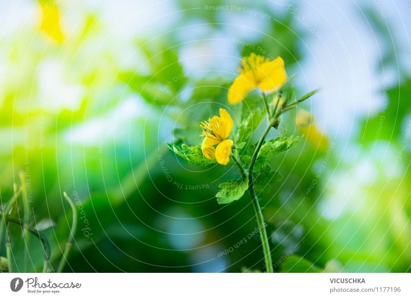 Schöllkraut Blüte Design Sommer Garten Natur Pflanze Sonnenlicht Frühling Schönes Wetter Blume Grünpflanze Wildpflanze Park Wiese gelb Hintergrundbild