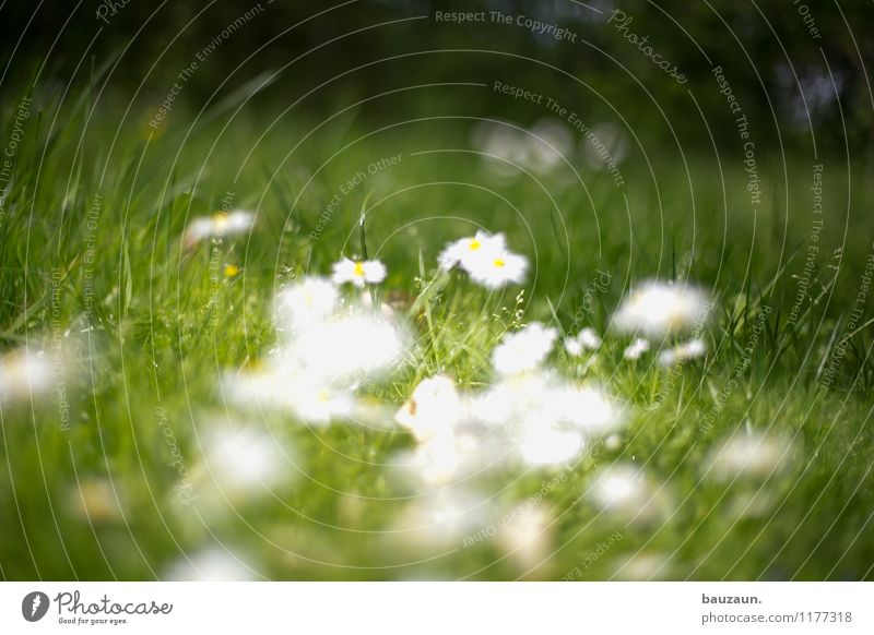 ut köln | stammheim | blumen blumen. harmonisch Wohlgefühl Zufriedenheit Sinnesorgane Erholung ruhig Umwelt Natur Landschaft Erde Schönes Wetter Blume Gras