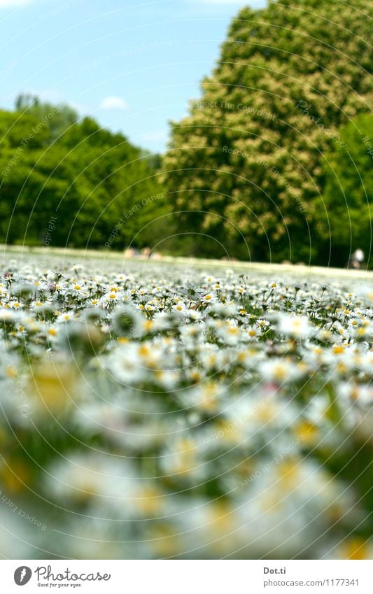 bloom Natur Pflanze Himmel Sonnenlicht Frühling Schönes Wetter Baum Blume Park Wiese nah grün Frühlingsgefühle Gänseblümchen Blumenteppich Kastanienbaum eng