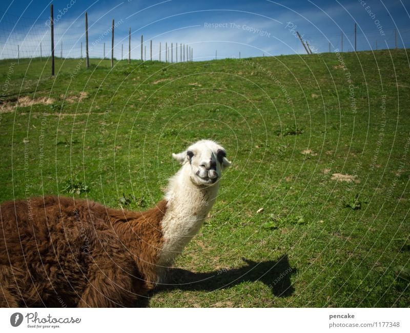 huhu! Natur Landschaft Sommer Wiese Tier 1 liegen Gefühle Fröhlichkeit Zufriedenheit Optimismus Kommunizieren Lama Zaun Wildpark Allgäu Schattenspiel