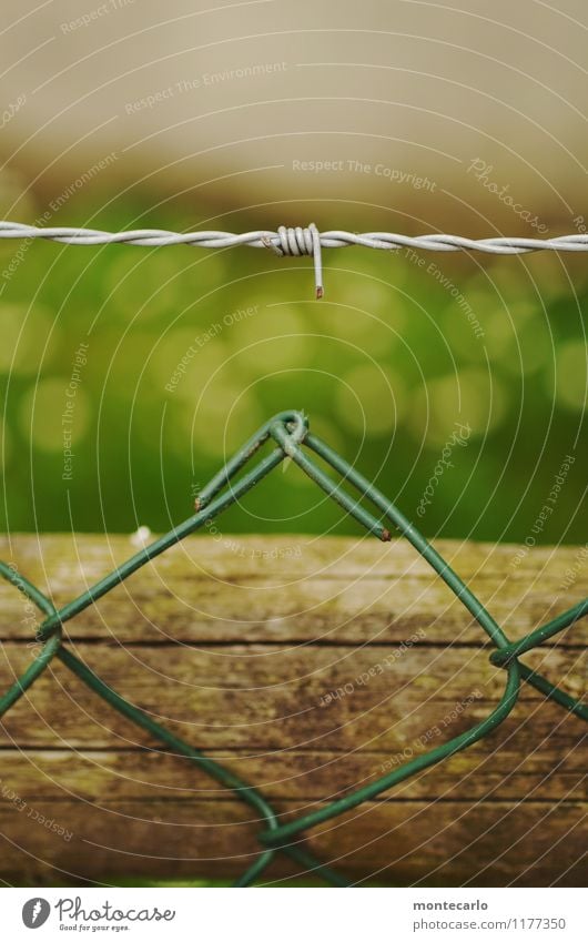 sicher ist sicher Umwelt Natur Frühling Gras Blatt Grünpflanze Wildpflanze Garten Zaun Maschendrahtzaun Stacheldrahtzaun Holz Metall Kunststoff dünn authentisch