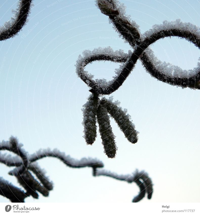 kringelig... Winter frieren gefroren Raureif kalt Eis Eiskristall Haselnuss Sträucher Baum Pflanze Geäst krumm Zusammensein nebeneinander aufeinander weiß braun