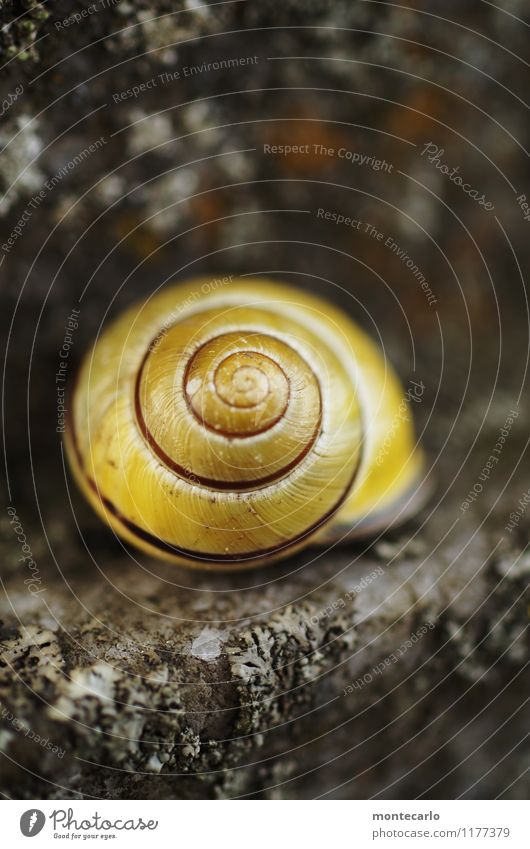 rückzugsort Umwelt Natur Tier Schnecke Schneckenhaus 1 Stein dünn authentisch einfach fest frisch schön kalt klein nah natürlich rund Sauberkeit schleimig gelb