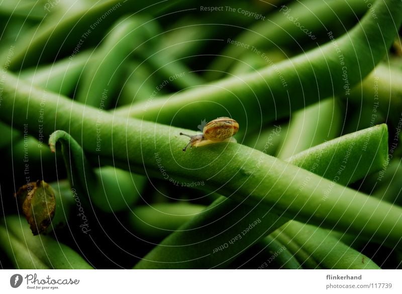 bohnensalat schleimig Schleim Glätte nass Schnecke Bohnen grün Schrebergarten Wohnung Heimat geschnitten Sommer Kräuter & Gewürze Tier Gesundheit ökologisch