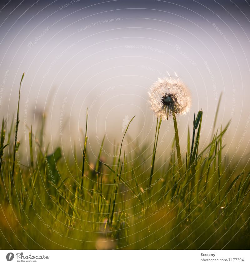 Pusten erlaubt... | UT Köln Natur Landschaft Pflanze Frühling Sommer Schönes Wetter Blume Gras Löwenzahn Park Wiese Wachstum frisch klein grün Gelassenheit