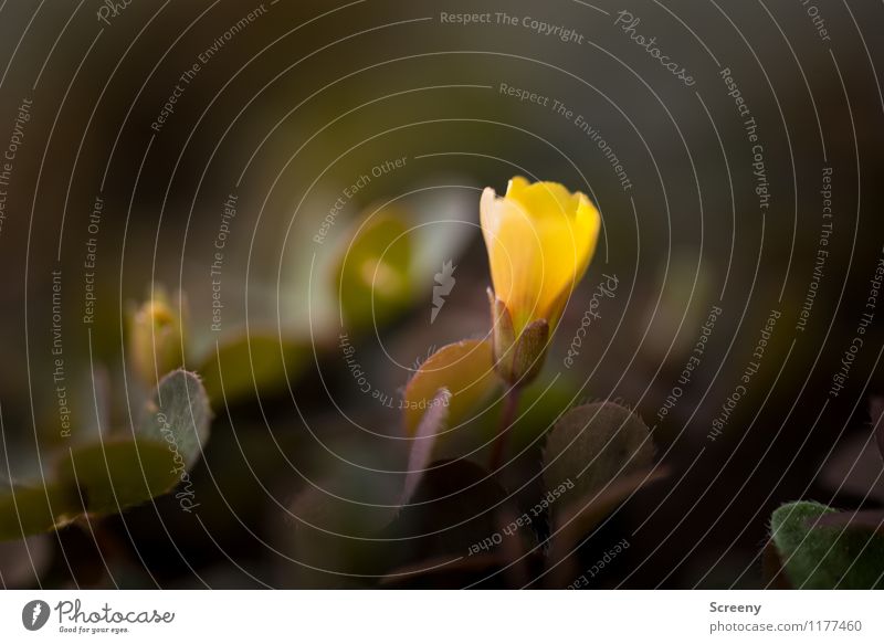 Kleines Gelbes... | UT Köln Natur Pflanze Frühling Sommer Blume Blatt Blüte Park Wiese Blühend Wachstum klein gelb Zärtlichkeiten zerbrechlich Farbfoto