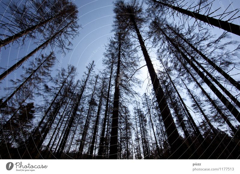 Waldsterben Umwelt Natur Landschaft Pflanze Himmel Wolkenloser Himmel Sonne Klimawandel Dürre Blume Nadelwald Fichte Fichtenwald bedrohlich dunkel kaputt