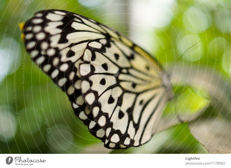 Flieger grüß mir die Sonne Tier Wildtier Schmetterling 1 verblüht exotisch grün Flügel Leichtigkeit Insekt Pause Abheben Farbfoto Außenaufnahme Tag