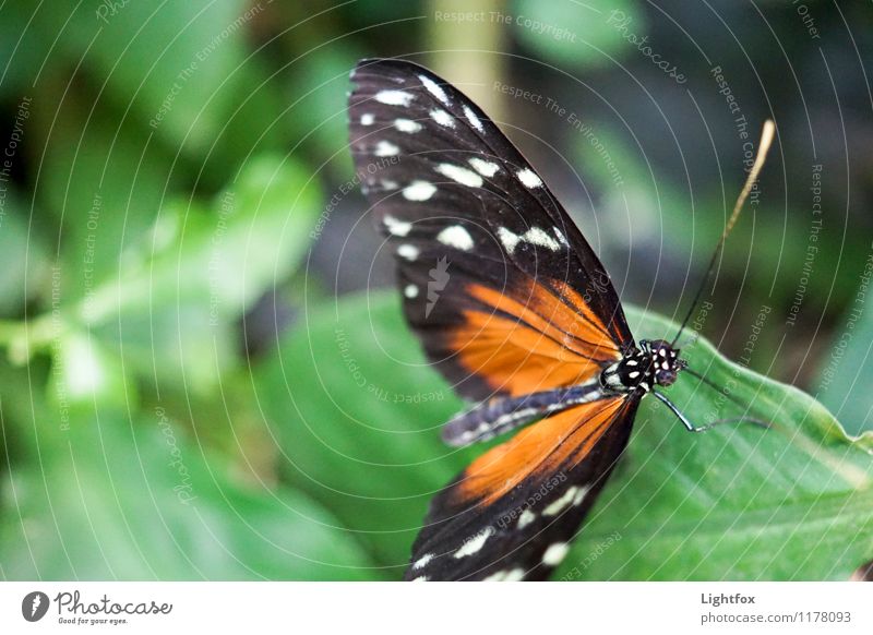 Butter Ilic Schmetterling 1 Tier festhalten fliegen genießen leuchten grün orange schwarz Butterfly Fühler zart zerbrechlich Facettenauge Abheben Fluggerät