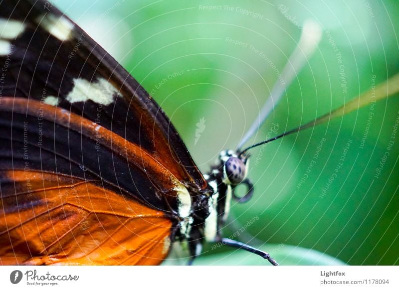 ...und es hat Zoom gemacht Tier Schmetterling 1 Lupe Mikroskop grün orange schwarz weiß Butterfly Tragfläche Schuppen startbereit Zoomeffekt Facettenauge Rast