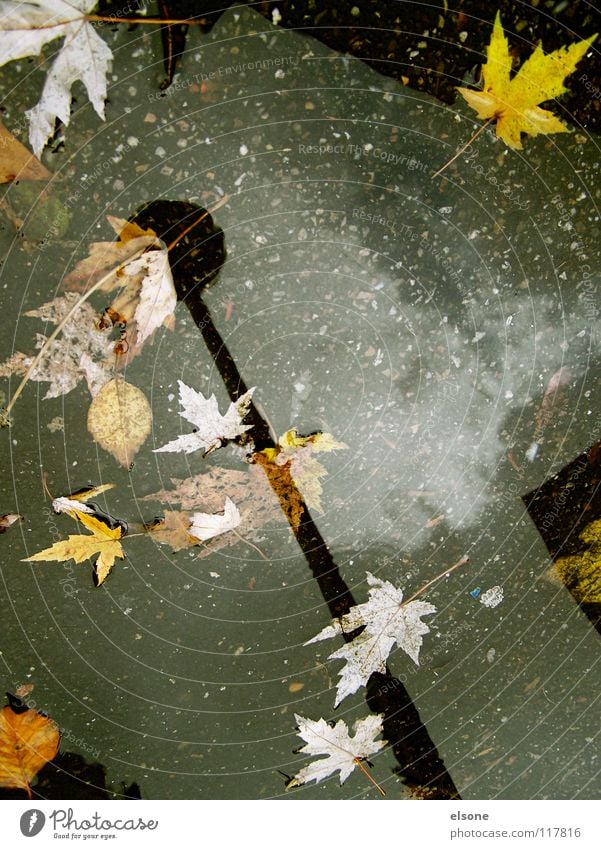 ::SCHLUSS MIT HERBST:: Herbst Blatt Reflexion & Spiegelung Beton Laterne Licht Winter kalt nass ungemütlich mehrfarbig Sturm Pfütze Haus Gebäude laublos Wohnung